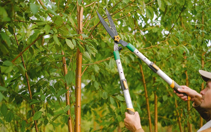 Tree trimming in Brandeis, CA