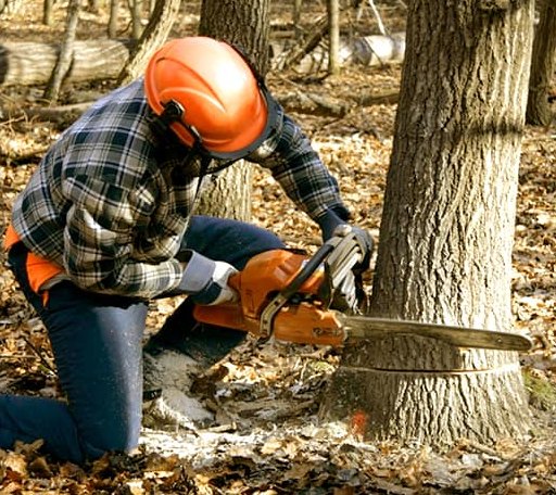Tree Removal in Brandeis, CA